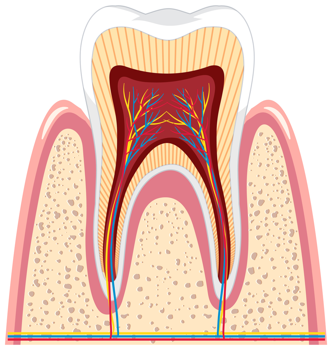 Tooth Anatomy Illustration